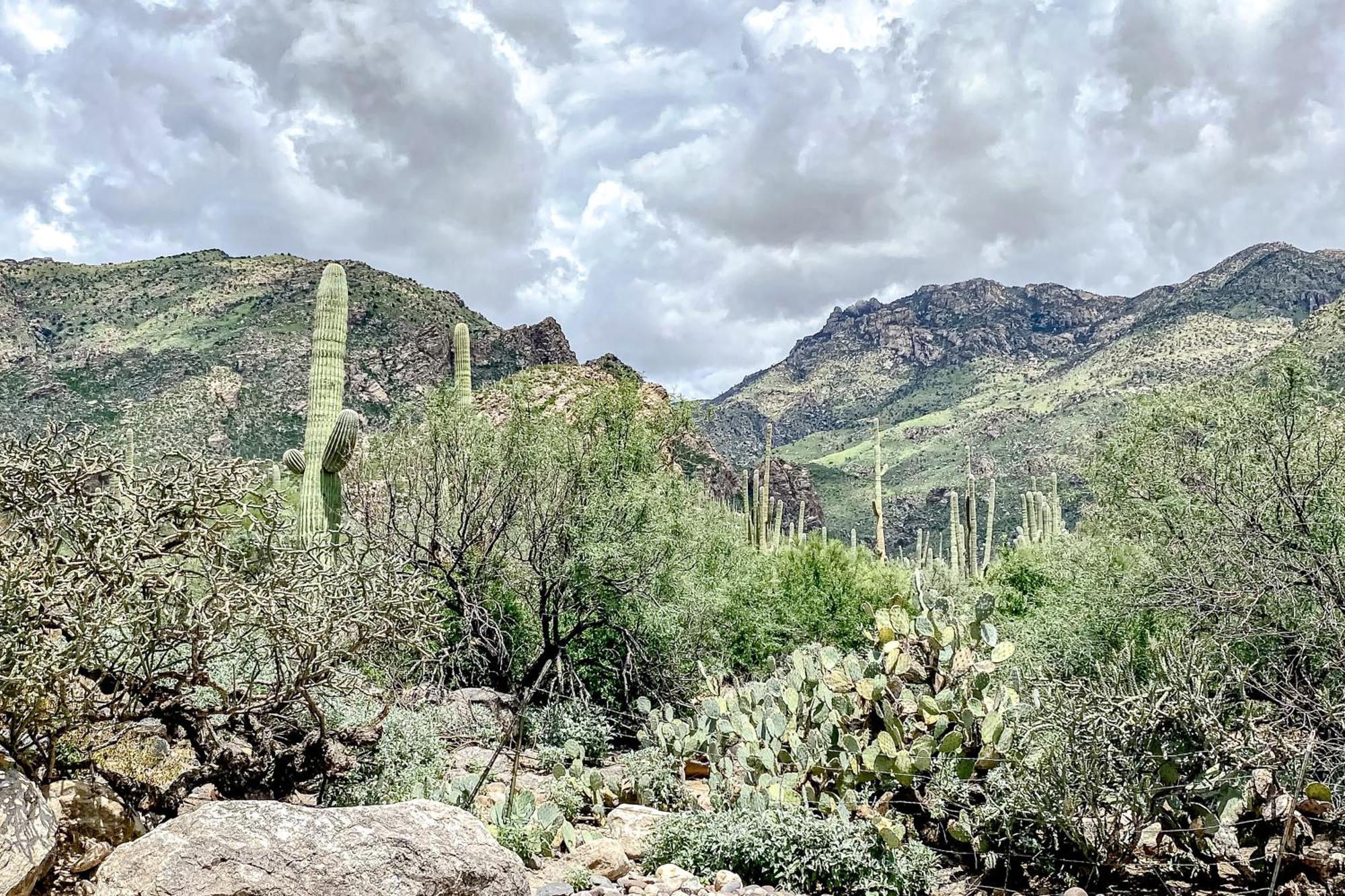 Canyon View Tucson Oda fotoğraf